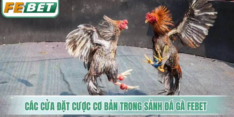 Các cửa đặt cược cơ bản trong sảnh đá gà Febet